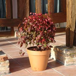 Nandina enano 'Fire Power'